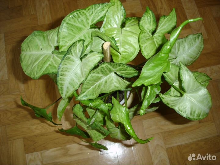 Спатифиллум, сингониум, сциндапсус пестролист