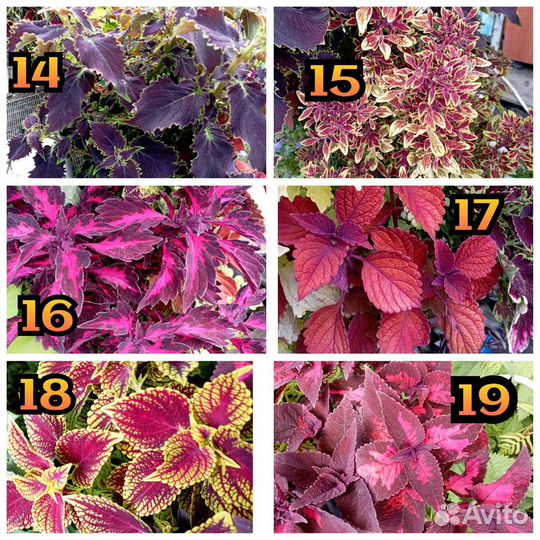 Ипомея батат колеусы