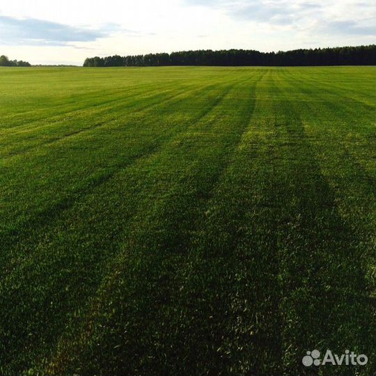 Газон рулонный укладка, брусчатка под ключ