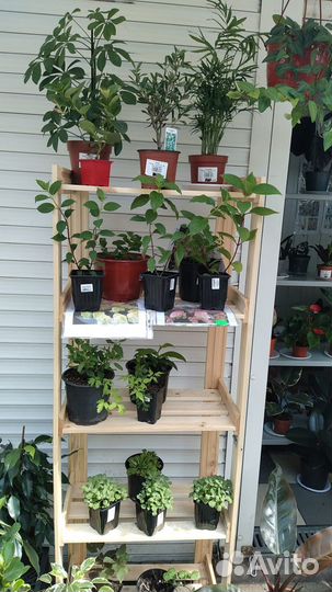 Продам цветы комнатные