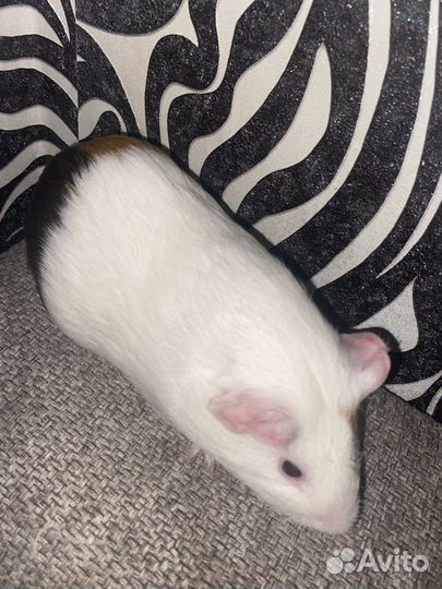 Морская свинка