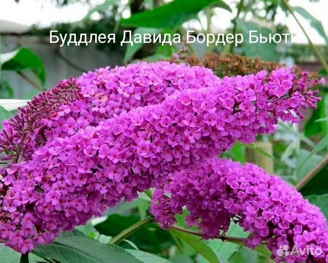 Буддлея Давида