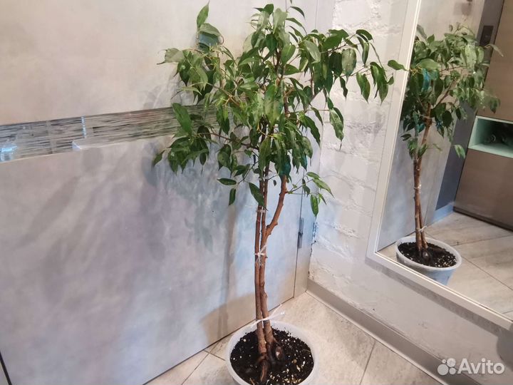 Фикусы бенджамина Экзотика взрослый, Ретуза Грин