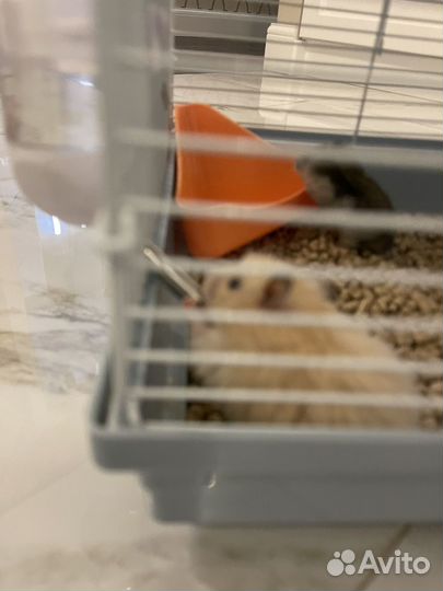 Хомяк и клетка