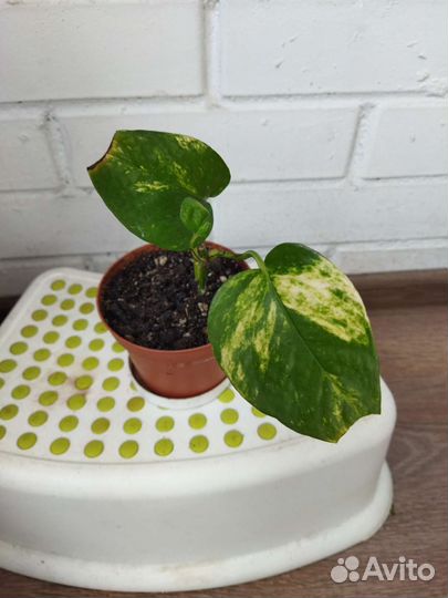 Сциндапсус Пиктус Экзотика и Золотистый