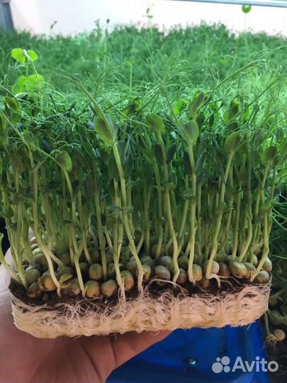 Микрозелень