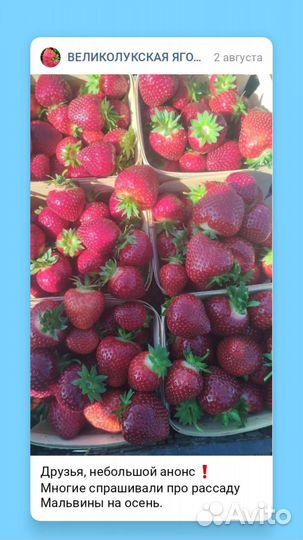 Рассада позднего сорта Мальвина