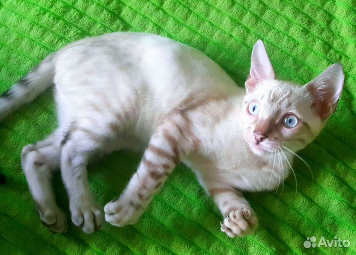 Бенгальские котята