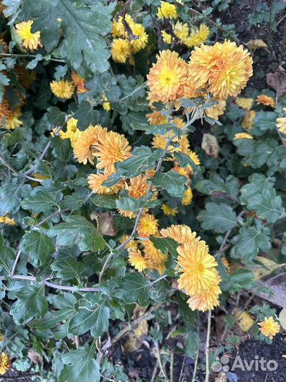 Хризантема дубок