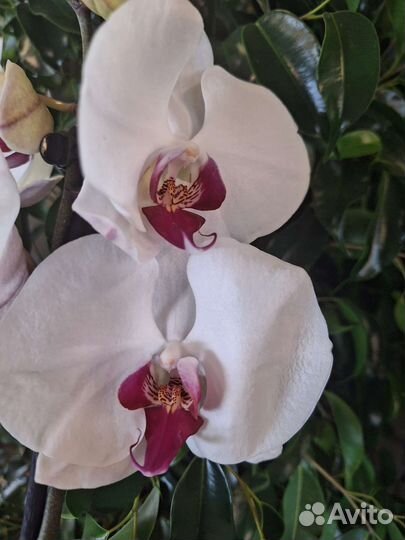 Сортовые орхидеи фаленопсисы