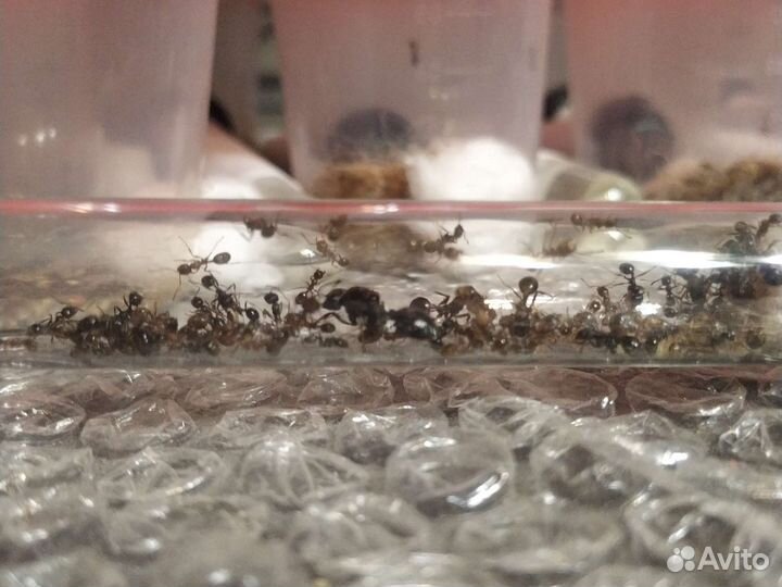 Муравьиная ферма с муравьями