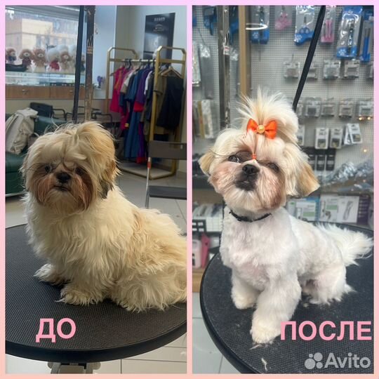 Груминг собак