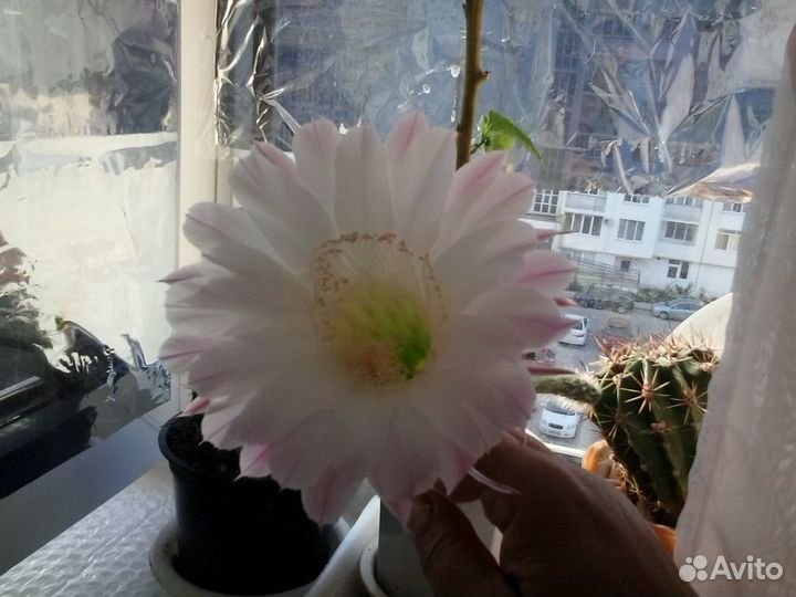 Комнатные растения цветы