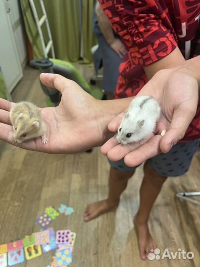 Джунгарский хомяк бесплатно