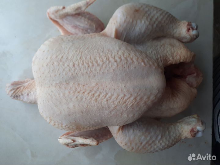 Домашние куры бройлеры мясо