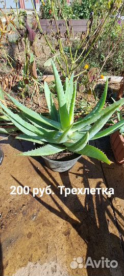 Цветы домашние в горшках