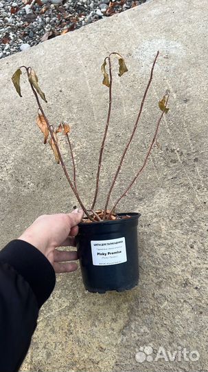 Гортензия метельчатая Котон крим, Фрайз мельба