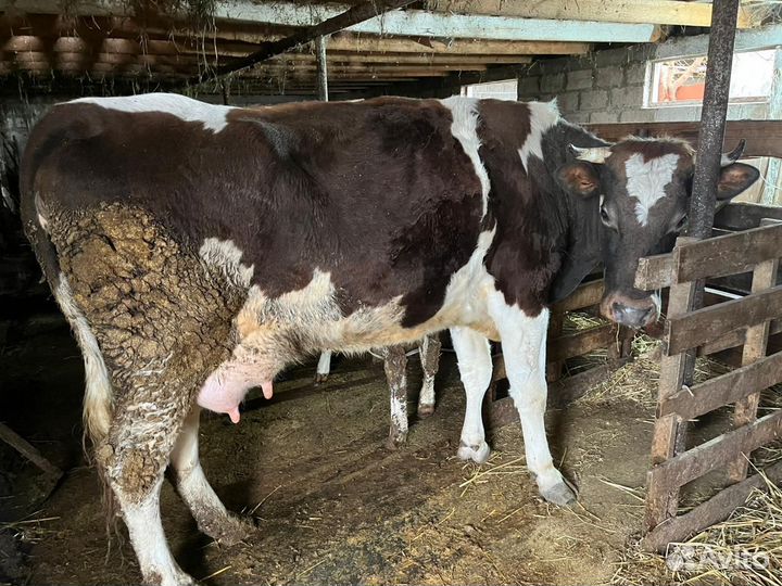 Корова высокоудойная