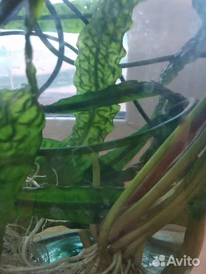 Аквариумные растения