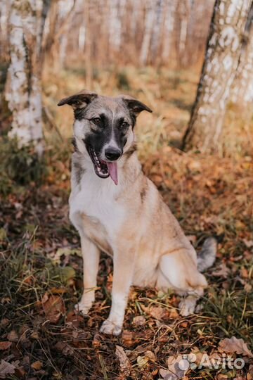 Собака в добрые руки