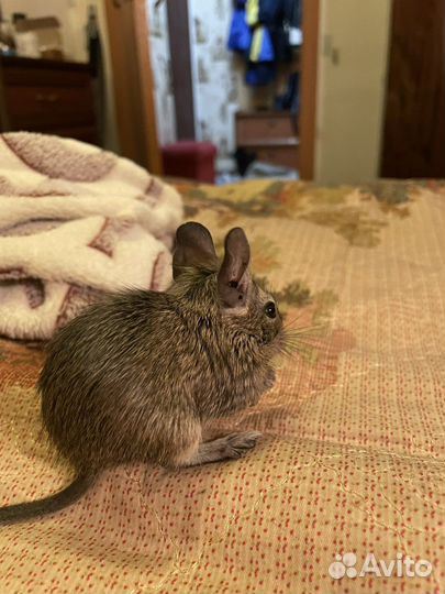 Белки дегу(детеныши)