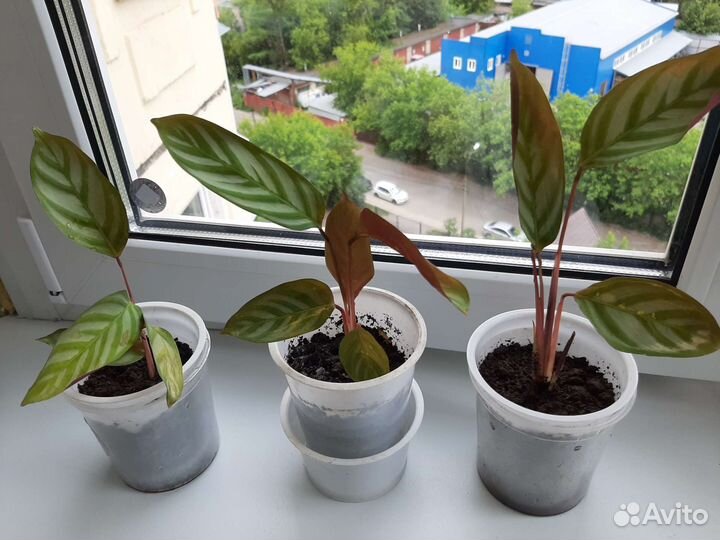 Калатея ктенанта оппенгейма