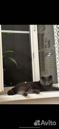 Шотландский вислоухий кот в добрые руки