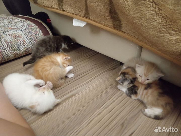 Котята в добрые руки