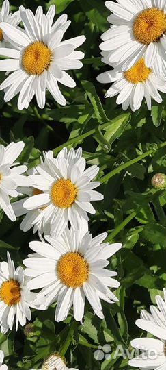 Крупные садовые ромашки