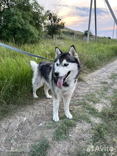 Хаски в добрые руки