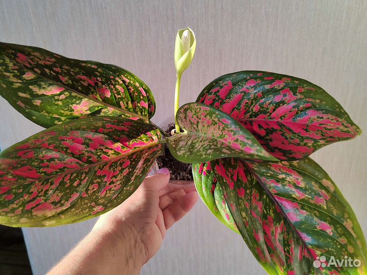 Аглаонемы, экзотические цветы