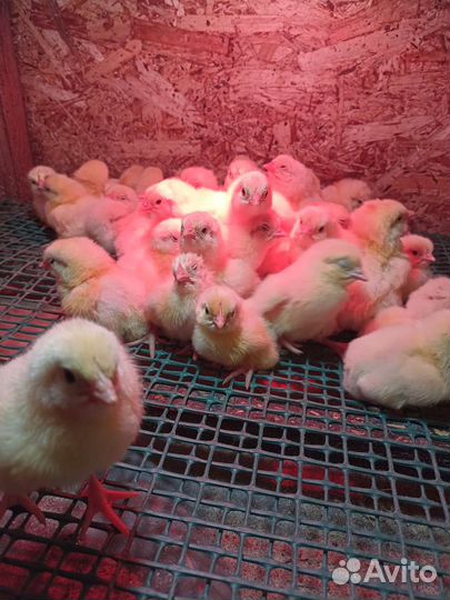 Цыплята