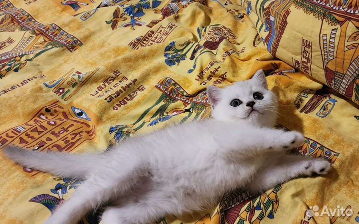 Британская серебристая шиншилла