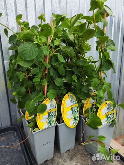 Гортензия черешковая петиоларис