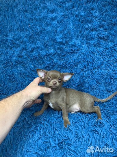 Мальчик шоколадного окраса