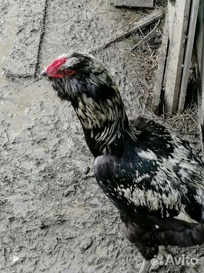 Продаю петухов