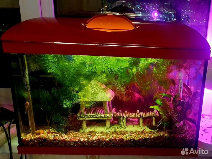 Аквариум красивый 65 л с таймером