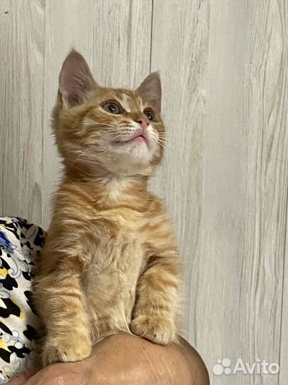 Котики