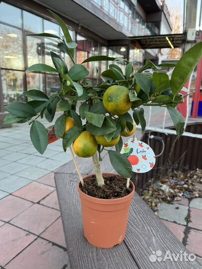 Мандариновое дерево