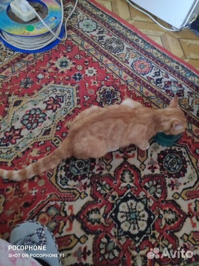 Рыжий кот охранник и охотник. Бесплатно