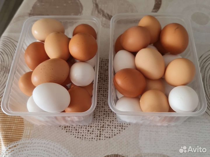 Яйца домашних кур