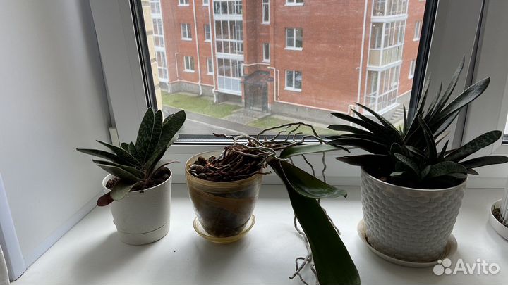 Комнатные растения цветы орхидея