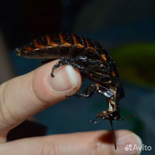 Мадагаскарские шипящие тараканы