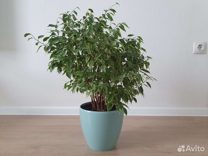 Фикус бенджамина пестролистный Кинки