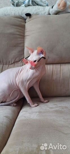 Очки для кошек и маленьких собак