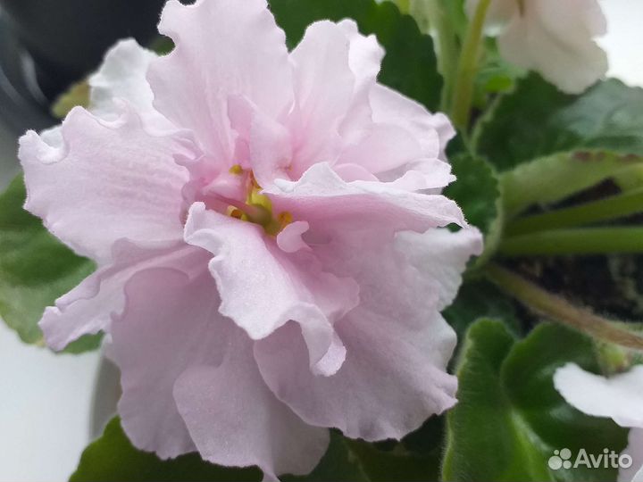 Сортовые фиалки