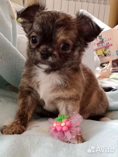 Щенок чихуахуа