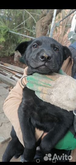 Собака немецкий шарпей