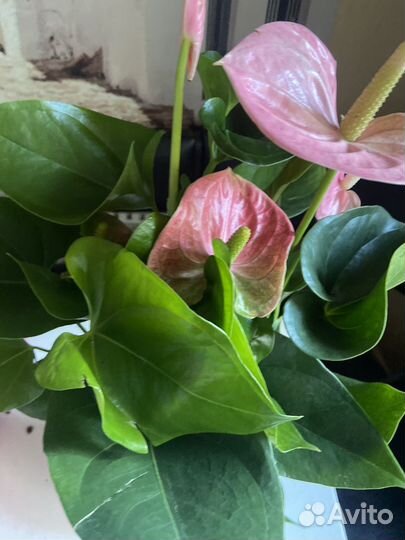 Антуриум Свит Джамбо