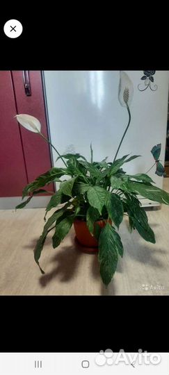 Спатифиллум пестролистный